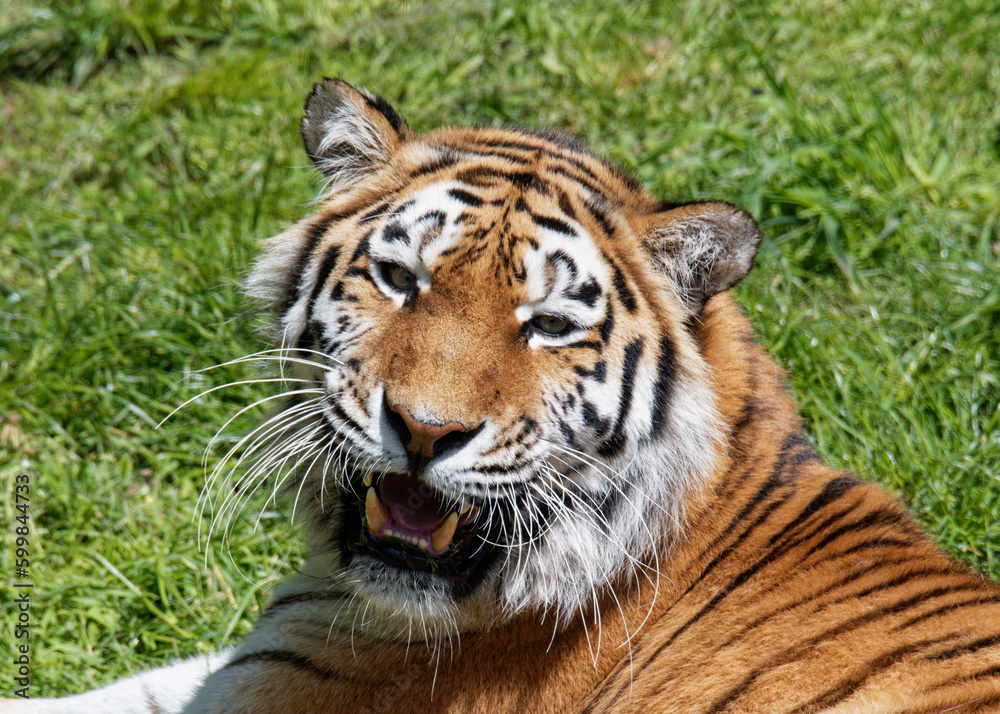 Portrait of a siberian tiger (Panthera tigris altaica) Portrait of a siberian tiger (Panthera tigris altaica)