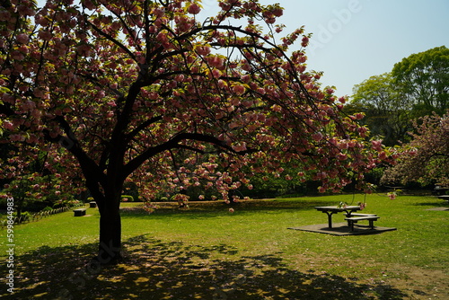 日本、庭園、池、東京、清澄、緑、木、空、野外、 八重桜、桜、花、ピンク、ベンチ、公園、1本、春、咲く、