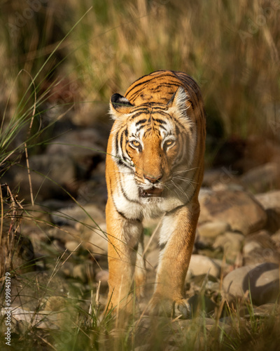 wild adult bengal female tiger or panthera tigris closeup head on with eye contact on territory marking in morning safari dhikala zone jim corbett national park forest tiger reserve uttarakhand india