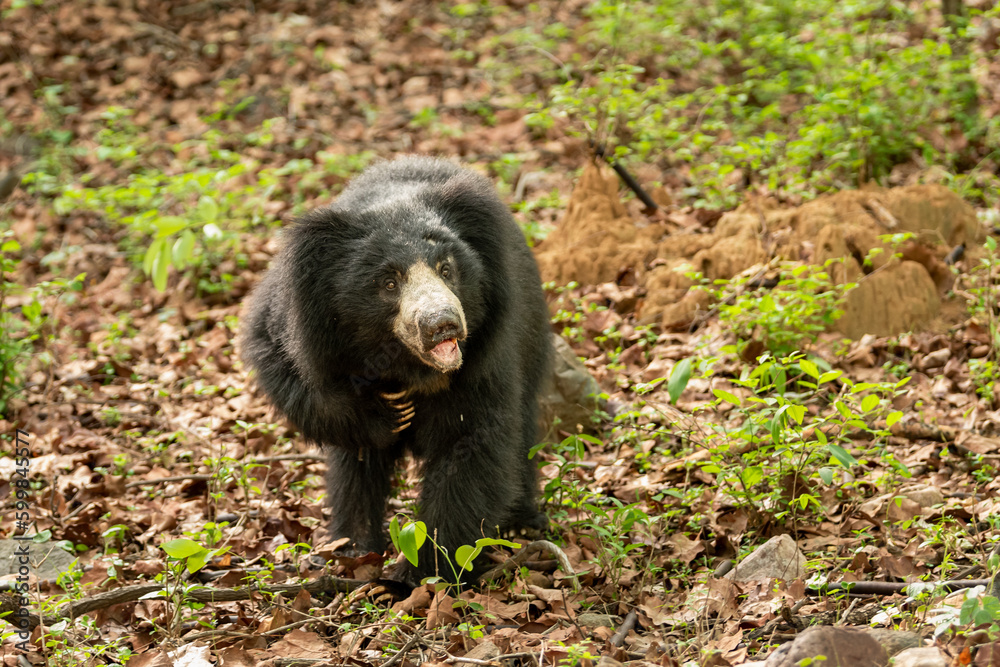 Sloth bear or Melursus ursinus or Indian bear closeup wild adult male face expression and claws in natural habitat and green background Dangerous black animal Ranthambore National Park Rajasthan India Sloth bear or Melursus ursinus or Indian bear closeup wild adult male face expression and claws in natural habitat and green background Dangerous black animal Ranthambore National Park Rajasthan India
