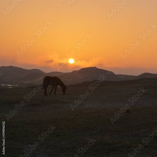 wildhorses at sunset in dunes © Evelien
