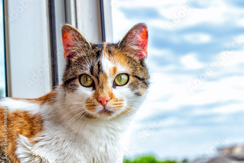 Portrait of cute kitty sits near open window, front view © Valentyna