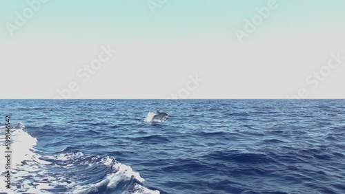 dolphin and sea