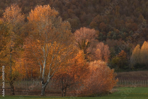 bosco in autunno al tramonto