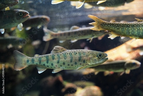 ヤマメ、魚、川、水槽、東京、日本、井の頭、