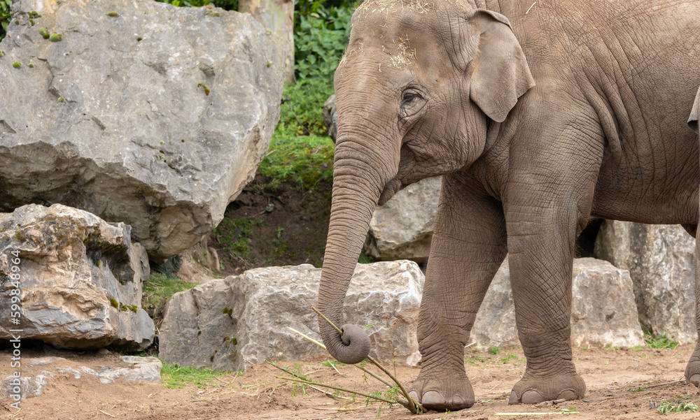 Fototapeta premium asian Elephant Elephas maximus in a zoo