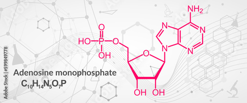 Adenosine monophosphate or AMP, adenylic acid molecule. Nucleotide monomer of RNA. Composed of phosphate, ribose and adenine moieties. Skeletal formula.