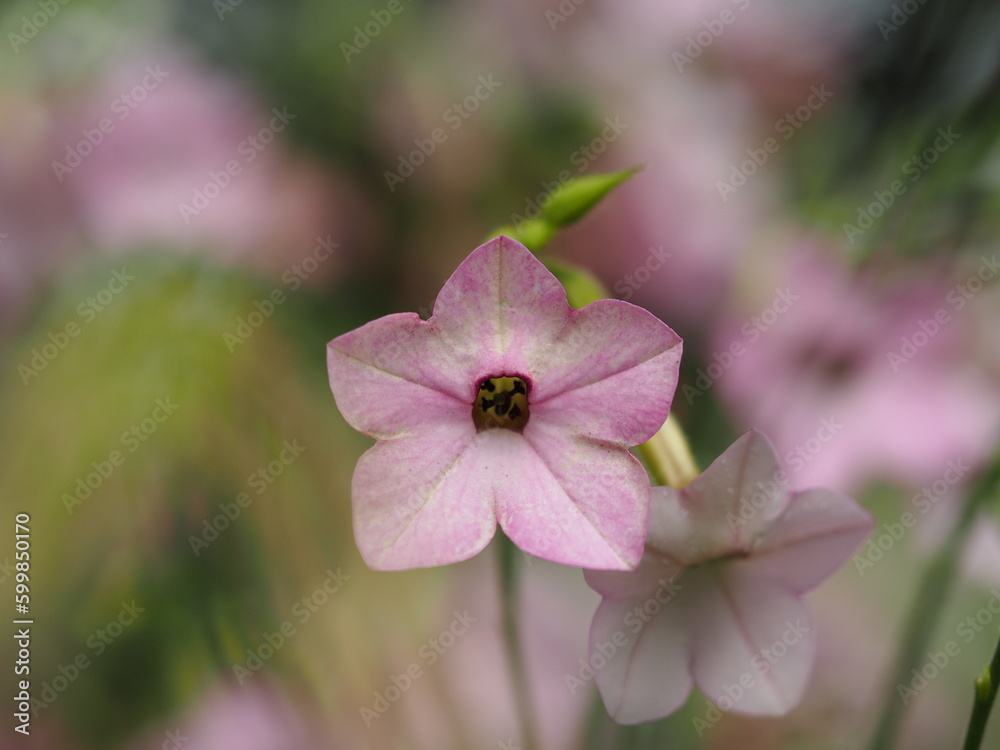 Obraz premium ピンクの花 ニコチアナ ローズシェード