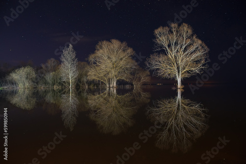 Trees at night with reflection in the water