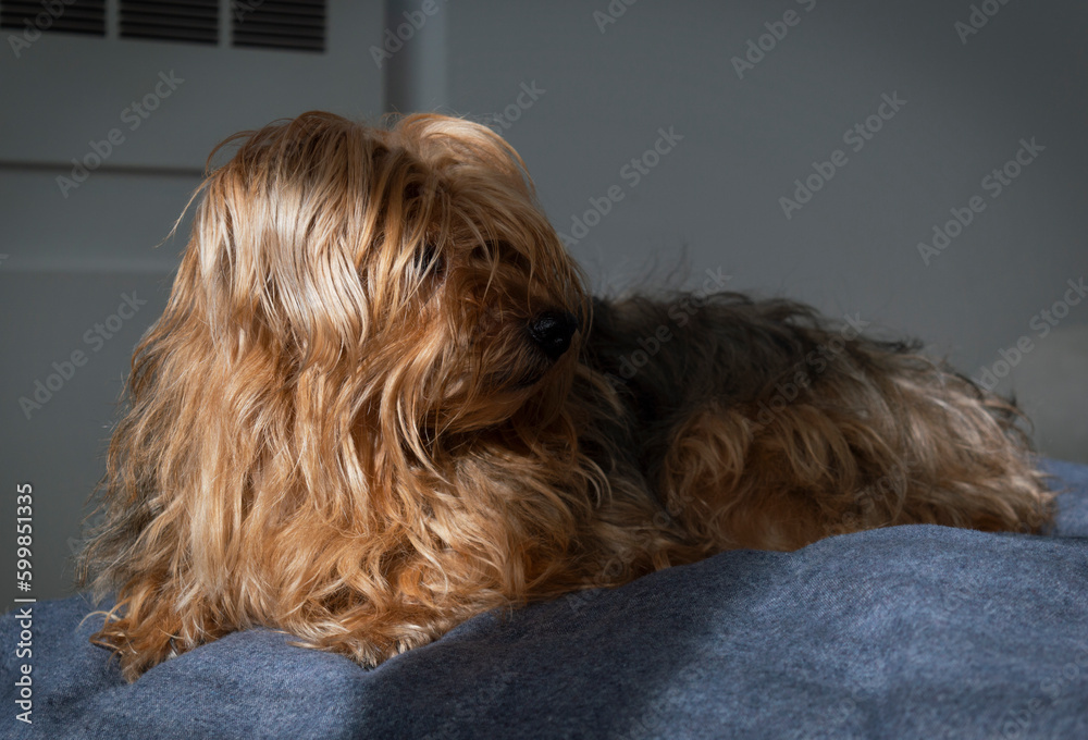 Yorkshire Terrier laying down on couch with nice atmospheric light and shadow Yorkshire Terrier laying down on couch with nice atmospheric light and shadow
