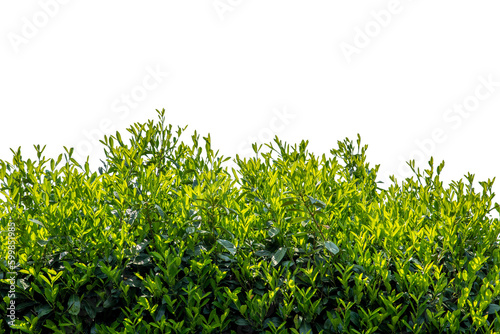 Cherry laurel hedge, green leaves of Prunus laurocerasus, isolated 