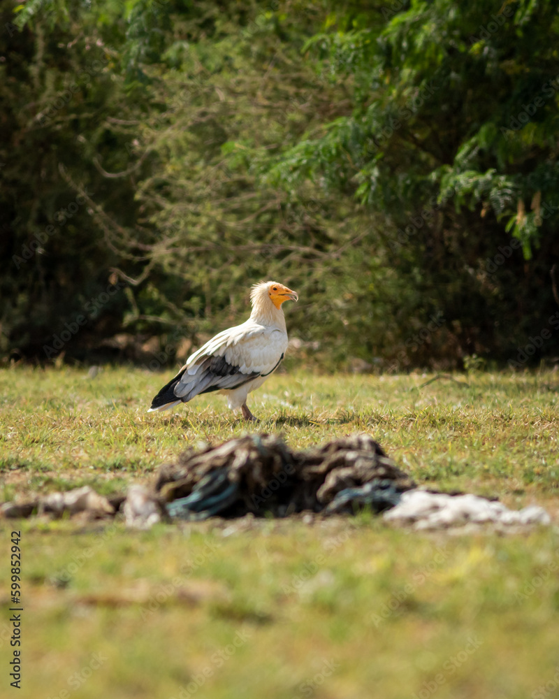 Obraz premium Egyptian vulture or Neophron percnopterus bird in natural green background during winter migration at tal chhapar blackbuck sanctuary rajasthan India asia