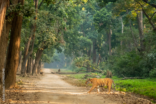 wild bengal male tiger or panthera tigris side profile in natural green scenic background crossing dhikala main road in evening safari at jim corbett national park forest reserve uttarakhand india photo