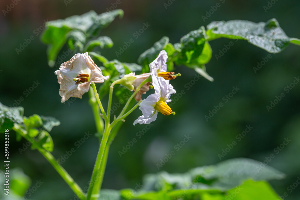 Blooming potato plants on a summer sunny day. Potato flower closeup in summer. Blooming potato plants on a summer sunny day. Potato flower closeup in summer.
