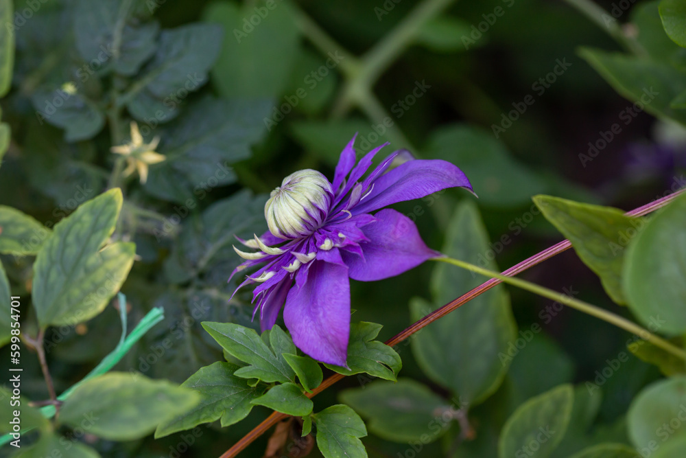 Blooming purple clematis flower on a green background in summertime macro photography. Traveller's joy garden flower with lilac petals closeup photo on a sunny summer day.	