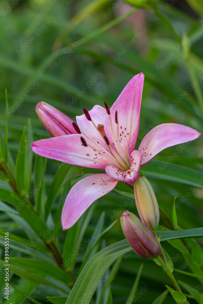 Blooming pink lily on a green background on a summer sunny day macro photography. Garden lillies with bright pink petals in summer, close-up photography. Blooming pink lily on a green background on a summer sunny day macro photography. Garden lillies with bright pink petals in summer, close-up photography.