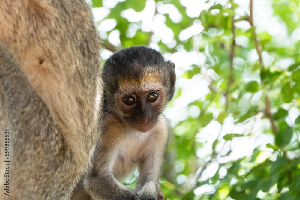 Monkey in Tanragire Monkey in Tanragire