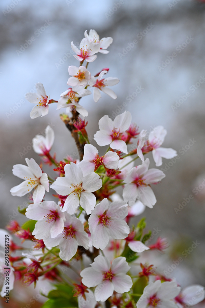 Japanese cherry Blossom (Sakura tree) spring season or hanabi season in japan, outdoor pastel color background Japanese cherry Blossom (Sakura tree) spring season or hanabi season in japan, outdoor pastel color background