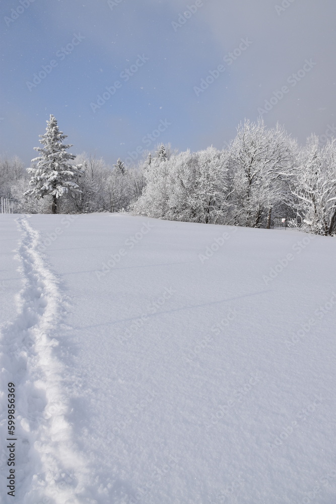 Footprints in the snow, Sainte-Apolline, Québec, Canada Footprints in the snow, Sainte-Apolline, Québec, Canada