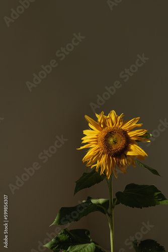Sunflower in aesthetic sun light shadow