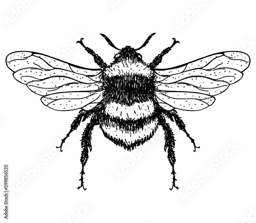 llustration of a Bumblebee, Bombus, Bee. Graden Bumblebee. Vector hand drawn sketch illustration. © EVGENIY