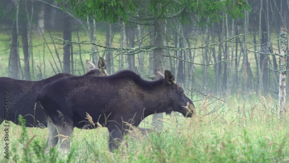 Elk, moose, Alces alces, in the autumn mist. Autumn landscape. A female moose. Elk, moose, Alces alces, in the autumn mist. Autumn landscape. A female moose.