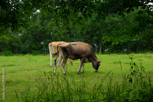 牧場の牛 © kumiko