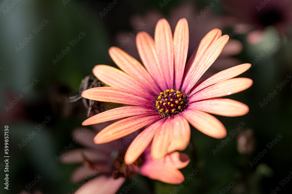 Obraz premium 足元で輝くオステオスペルマム