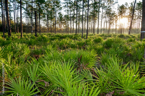 Small palms in the undergrowth among the conifers in the Louisiana swamps