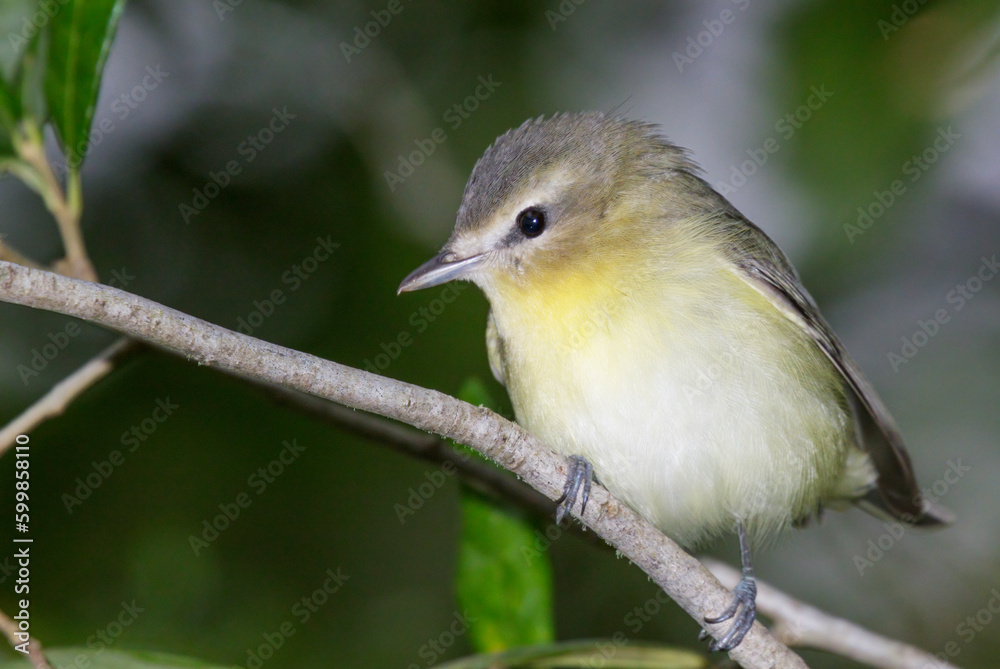 Warbling vireo (Vireo gilvus) during spring migration, Galveston, Texas. Warbling vireo (Vireo gilvus) during spring migration, Galveston, Texas.