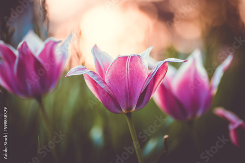 Wallpaper Mural violet tulips in the gras, bokeh photography Torontodigital.ca