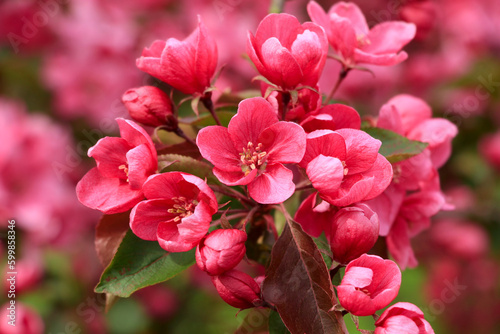 Fototapeta Naklejka Na Ścianę i Meble -  Różowe kwiaty drzewa owocowego z bliska