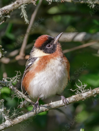 Bay-breasted warbler (Setophaga castanea) male during spring migration, Galveston, Texas photo