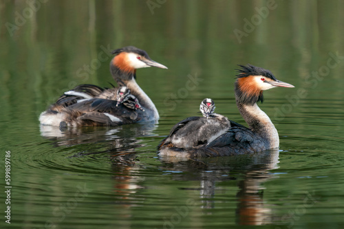 Great Crested Grebe, waterbird (Podiceps cristatus) with juvenile on his back. Great crested grebe with youngsters. Gelderland in the Netherlands.                                                     photo