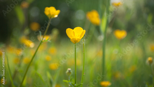 Flores amarillas botón de oro en pradera primaveral