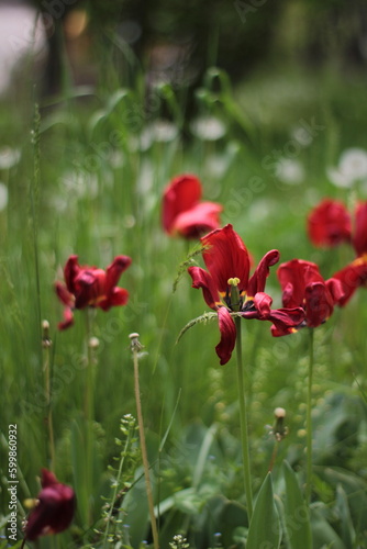 red poppy flowers