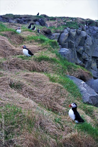 Maskonury, na półwyspie Dyrhólaey, Islandia