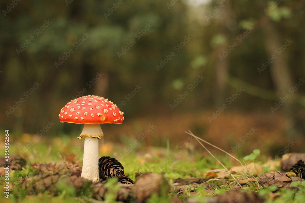 a red fly agaric mushroom with a round cap in a forest closeup with a soft green background a red fly agaric mushroom with a round cap in a forest closeup with a soft green background