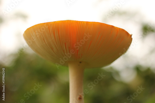 the underside of the cap of a big mushroom with white lamellae or gills with spores closeup