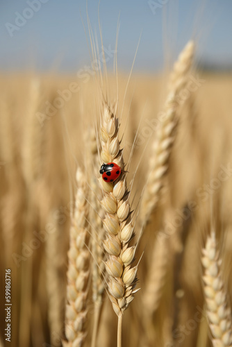 Ladybug on a spike of wheat on a farm field. Macro shot with shallow depth of field. Generated with AI
