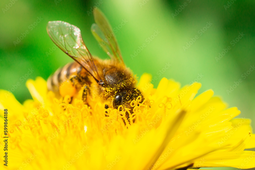Bee flying on and over dandelion Bee flying on and over dandelion