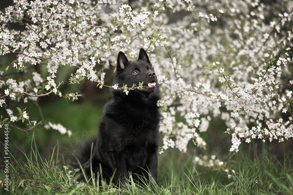 beautiful schipperke dog sitting outdoors under a blooming tree