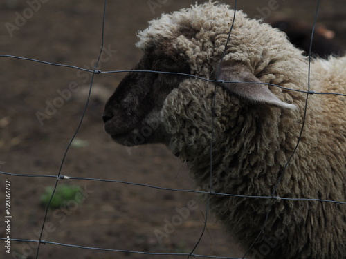 Owca sheep