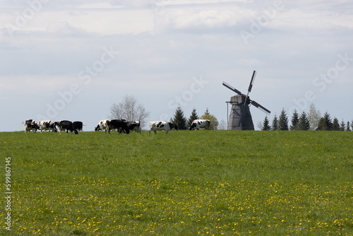 Mill and cows in the field
