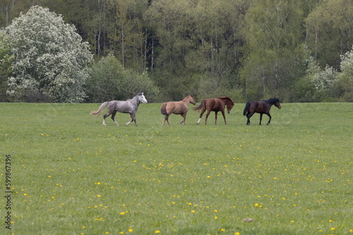 A herd of horses running in the distance across the field