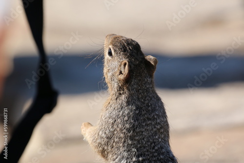 Prairie Dog photo