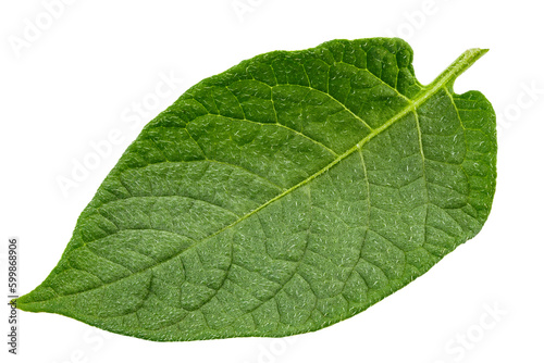 Potato leaf isolated on white background. Vegetables, healthy vegan organic food, harvest concept.