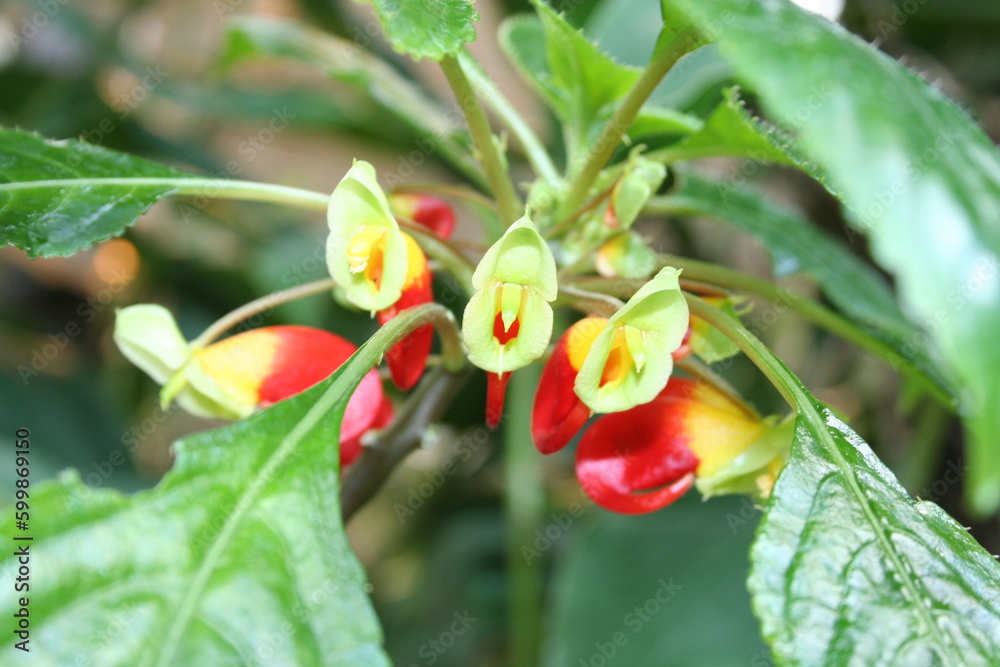 red and yellow flowers