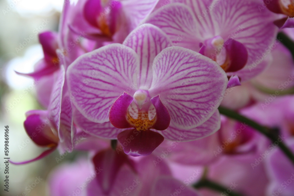 purple orchid flower purple orchid flower