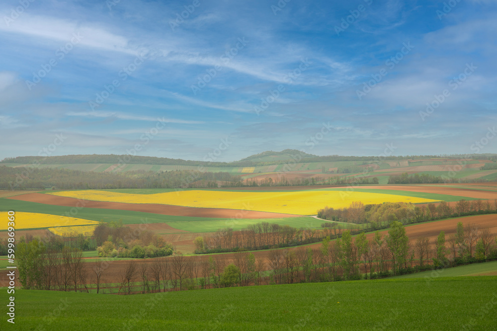 Flowering rapeseed and fields. Warm spring, the edges of fields, trees and shrubs. Agriculture